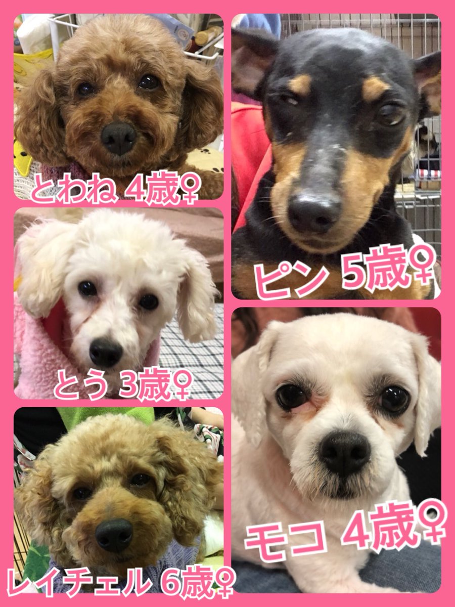 🐾今日の里親様募集中ワンコ🐶メンバーです🐾2018,11,24